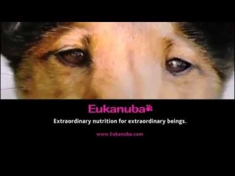 Eukanuba Veterinary Diets Dog Adult Dermatosis FP 5kg video