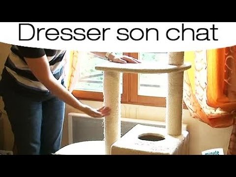 pourquoi mon chat urine partout dans la maison