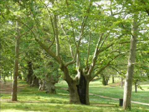 Salviamo la valle dei platani monumentali in Villa Borghese a Roma