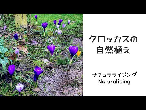 秋のクロッカス: 小さな球根の花は実際どのくらい有毒ですか? 植物