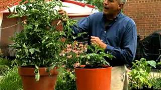 Patio Vegetable Gardening