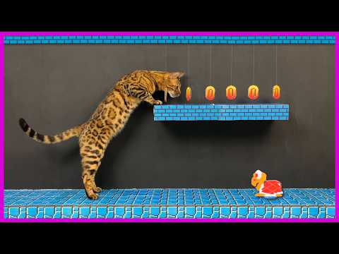 SUPER MARIO — CAT PLAYTHROUGH 🐈. Level 1-2