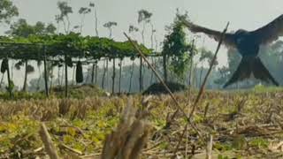 Download lagu Mikat burung srigunting memakai umpan Orong-orong mp3