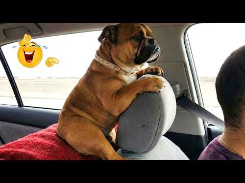 You Can’t Stop Laughing At These Dogs 🤣 FUNNIEST DOGS Video 2026