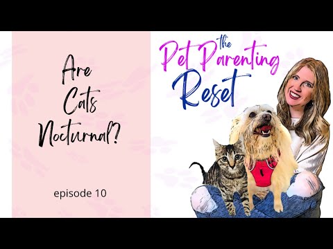 Are cats nocturnal?  My cat keeps waking me up at night! | The Pet Parenting Reset, episode 10