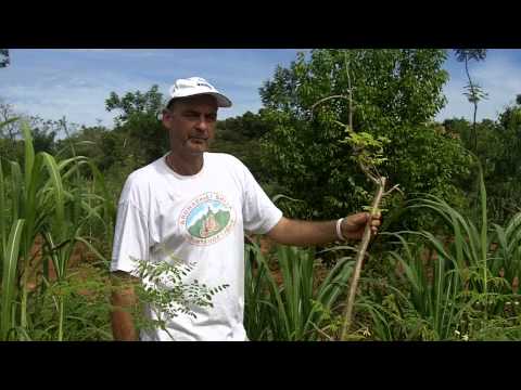 Moringa-Baum - Schoten-Ernte nach fünf Monaten