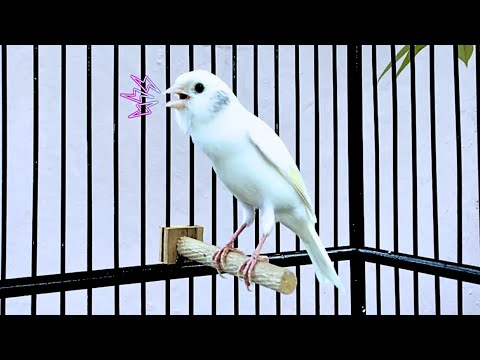 The Singing Canary Tempts All Canaries to Sing - Belgian Canary Singing