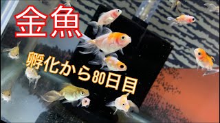 《金魚》孵化から80日経ちましたーー！