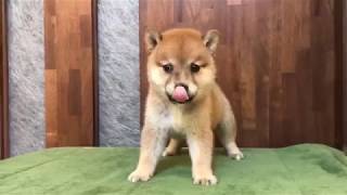 Video preview image #1 Shiba Inu Puppy For Sale in LOS ANGELES, CA, USA
