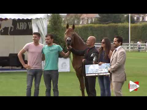 2nd Place N.96 BV PIGMALION - Chantilly 2015 ABCE - Stallions Championship (Class 16)