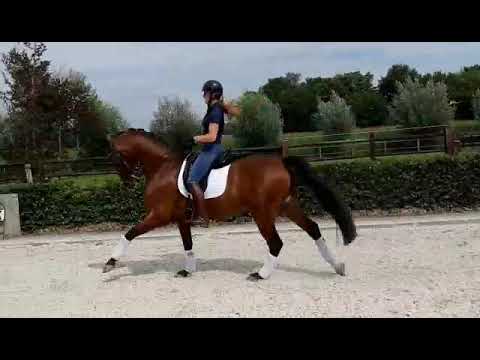 11yo stylish M - S gelding, Ampere X Metall, 167 cm JD