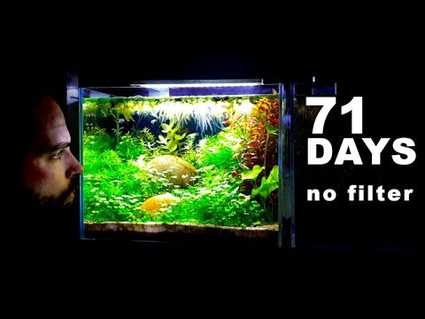 Super Relaxing 4 Gallon Aquarium How To Aquascape No Filter No