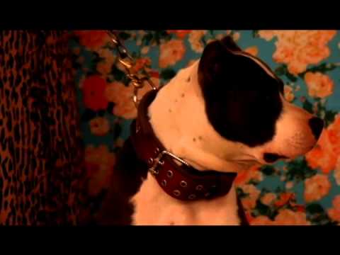 ADP - CANIS PUGNAX 2014