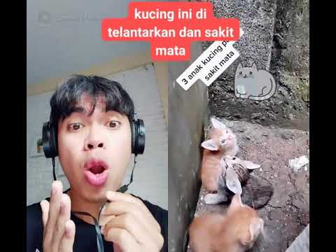 kucing ditinggalkan oleh induk nya