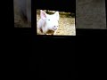 Charlotte S Web 2006 Trailer 1 HD