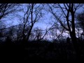And also the trees - Bloodline 