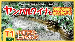 【T1】小川下流・上からカメラ｜沖縄やんばる生き物LIVE live webcam