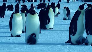 #CinsVarCinsVar Penguen