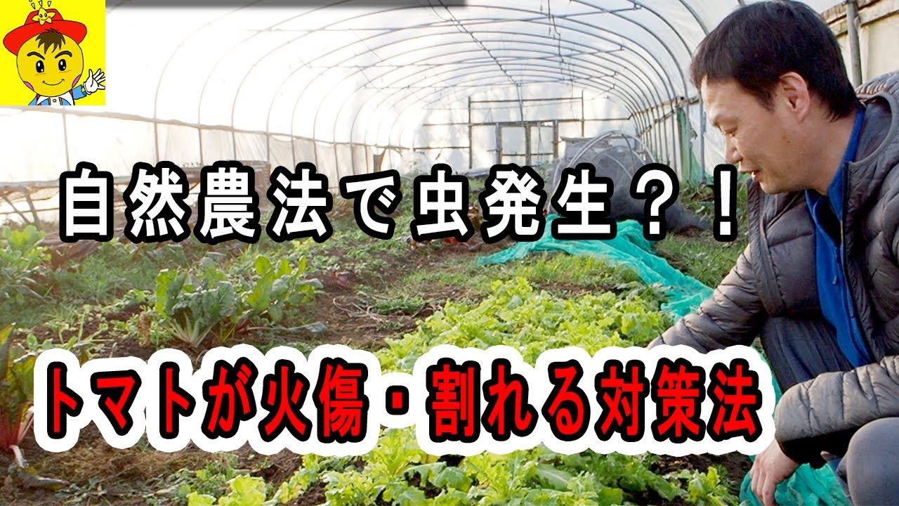 トマトの実割れ対策と無農薬の虫の真相