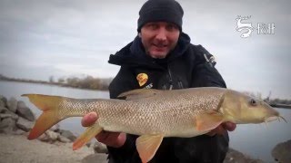 FEEDERMANIA - Téli márnázás és egy kis gasztronómia