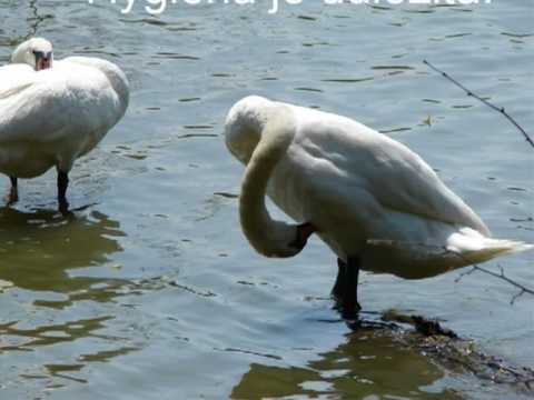 labutě.wmv