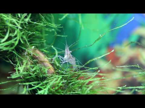 Shrimp tank with Corydoras
