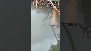 Download lagu jebakan kepiting pakai cepon bulet kecil mp3