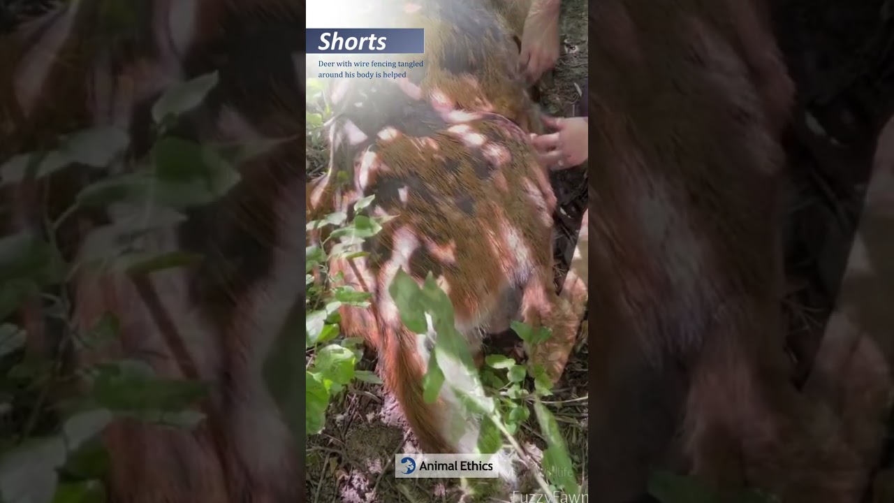 Deer helped