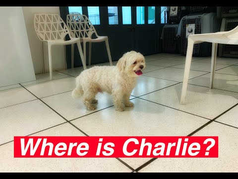 Charlie Update | Dog Massage | Grooming
