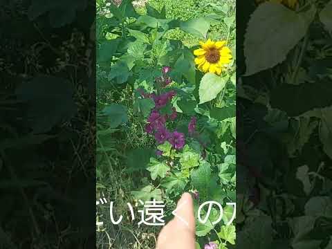 庭やテラスにぴったりの素朴で親しみやすいつる性植物 6 選  庭園