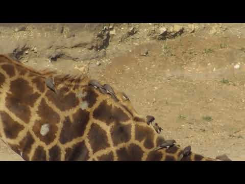 Red Billed Oxpeckers at work not Giraffe´ s neck