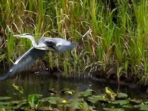 Slow motion heron take off