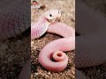 Call Me When You Want Snakestransformation Animalstransformation Shorts WorldLogics