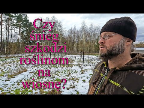 Śnieg na wiosnę. Czy szkodzi roślinom? - Ogrodowe pierdamony 176