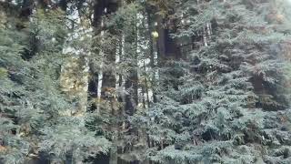 preview picture of video 'Californian Redwood Forest, Beech, Victoria| Family Road Trip'