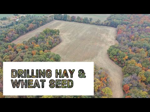 Drilling Hay & Wheat Seed