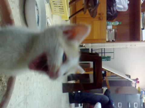 Malifal The Kitten  Meyaw. Yawning