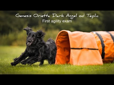 Orietta | first  A1 agility exam