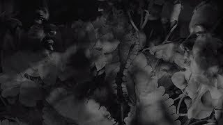 Shrinking Violet Music Video
