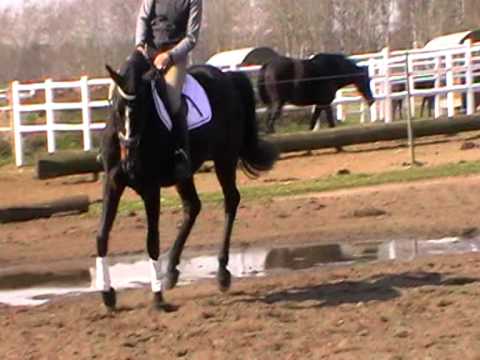 4 jährige dunkelbraune Stute von Stolzenberg