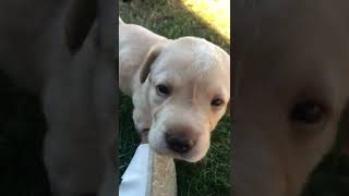 Labrador Retriever Puppies Videos