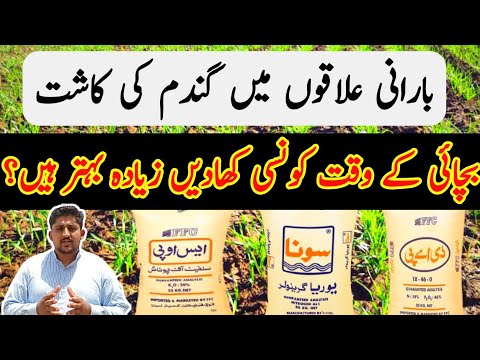 Fertilizers at Sowing for Barani Area|Fertilizer Plan for wheat in Barani Area|Fertilizer management