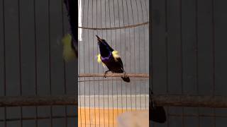 Download lagu king konin konslet #burunglangka #sogongacor #shorts mp3