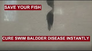 How to Cure SWIM BLADDER DISEASE in fish easily?