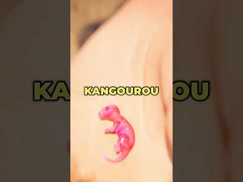 Que se passe-t-il après la naissance d'un kangourou ? 🦘