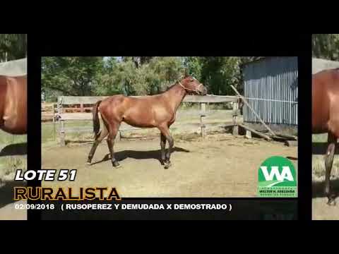 Lote RURALISTA