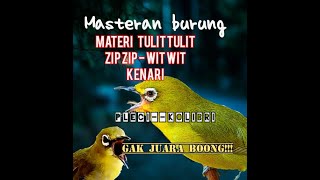 Download lagu masteran pleci Juara materi tulit tulit wit wit kenari mp3