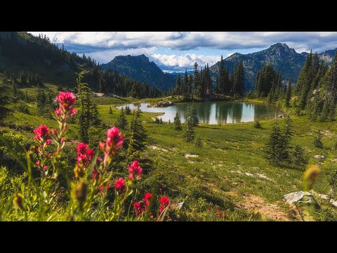 Nature's Symphony: A Silent Hike Amongst the Wildflowers of Mount Rainier National Park