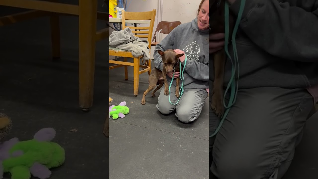 Flash - SO sweet & gentle, an adoptable mixed breed in Oshkosh, WI video 5/6