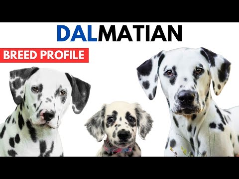 Dalmatian Dog Breed Profile History - Price - Traits - Dalmatian Dog Grooming Needs - Lifespan